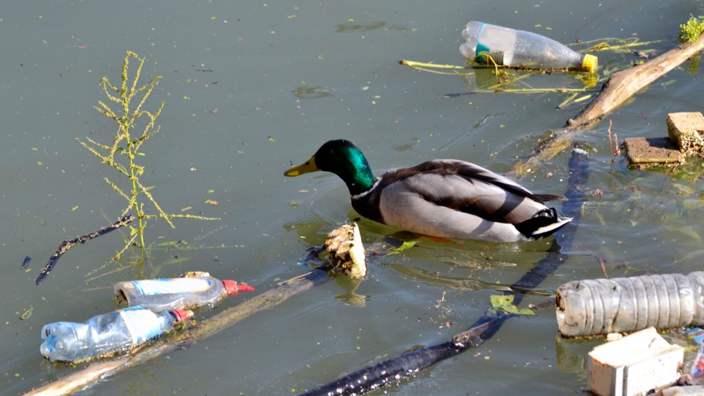 duck in water with litter