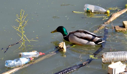 duck in water with litter