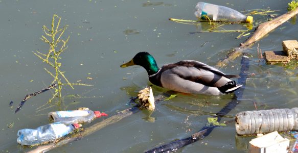 Litter by the Numbers